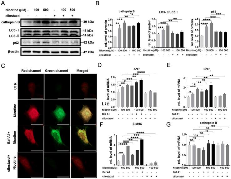 Int J Biol Sci Image