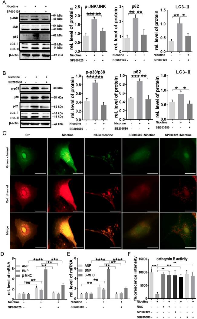 Int J Biol Sci Image