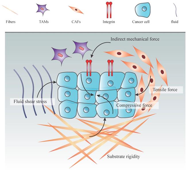 Int J Biol Sci Image