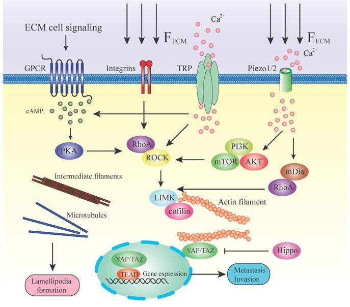 Int J Biol Sci Image