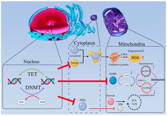 Int J Biol Sci Image