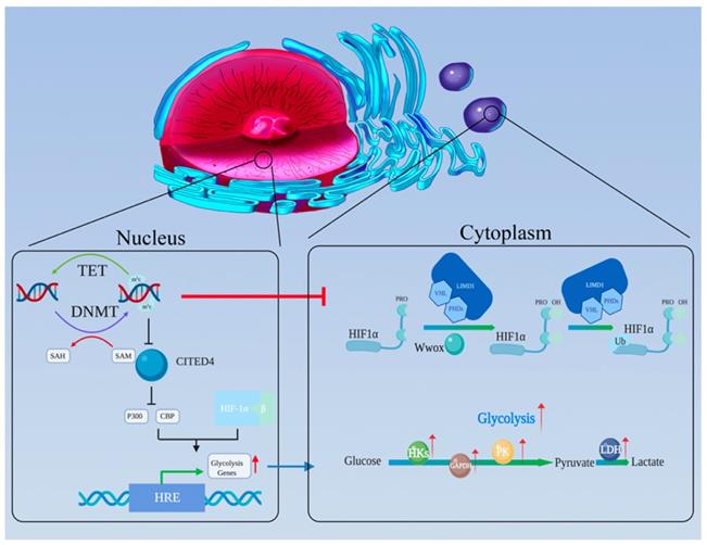 Int J Biol Sci Image