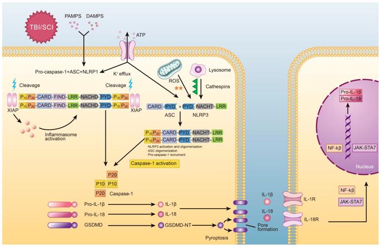 Int J Biol Sci Image