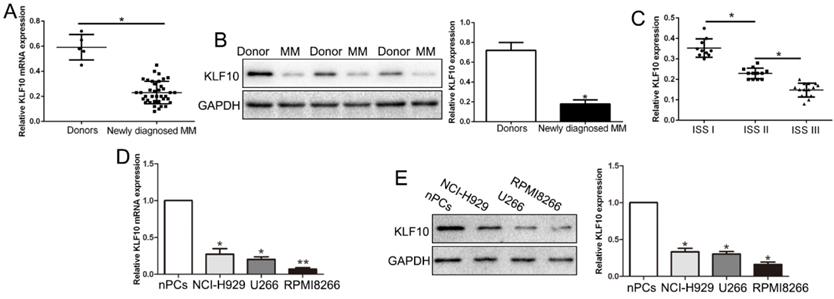 Int J Biol Sci Image