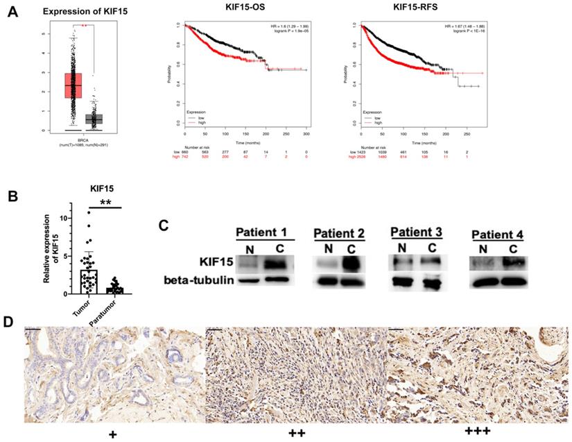 Int J Biol Sci Image