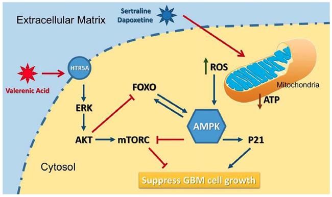 Int J Biol Sci Image