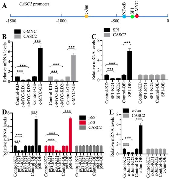 Int J Biol Sci Image