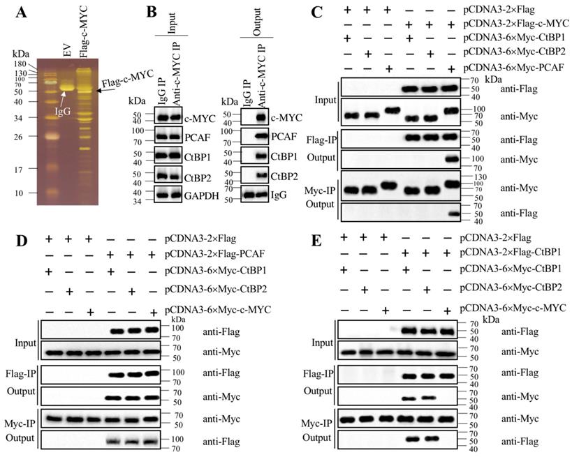 Int J Biol Sci Image