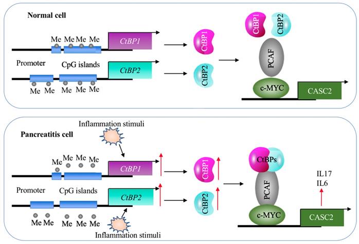 Int J Biol Sci Image