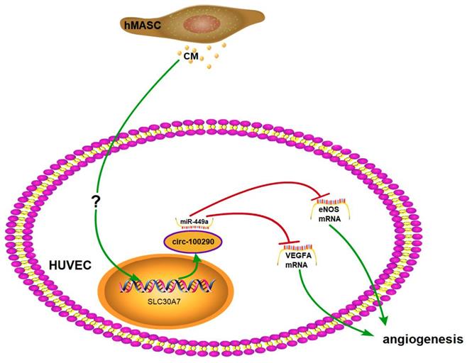 Int J Biol Sci Image