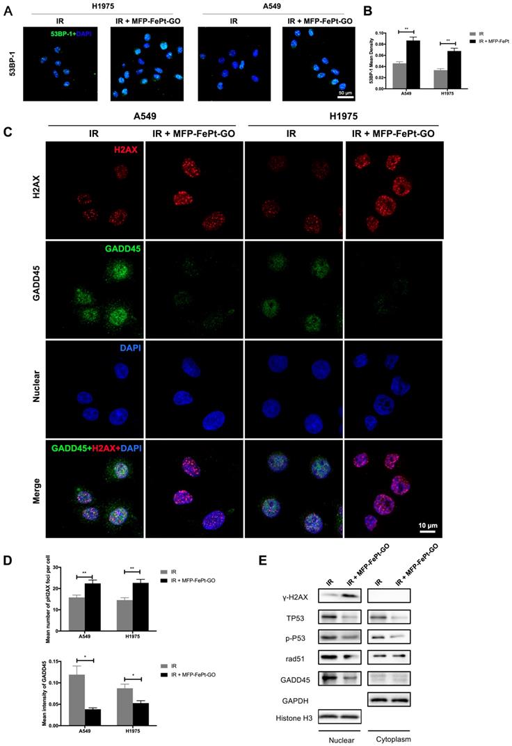 Int J Biol Sci Image