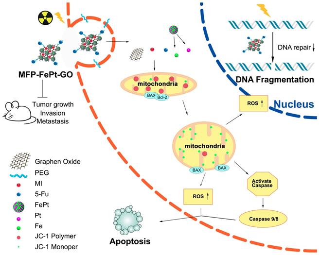 Int J Biol Sci Image