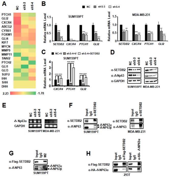 Int J Biol Sci Image