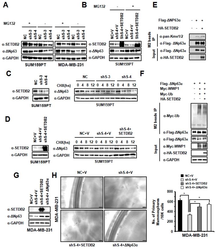 Int J Biol Sci Image