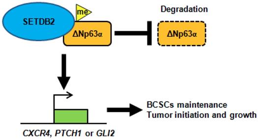 Int J Biol Sci Image