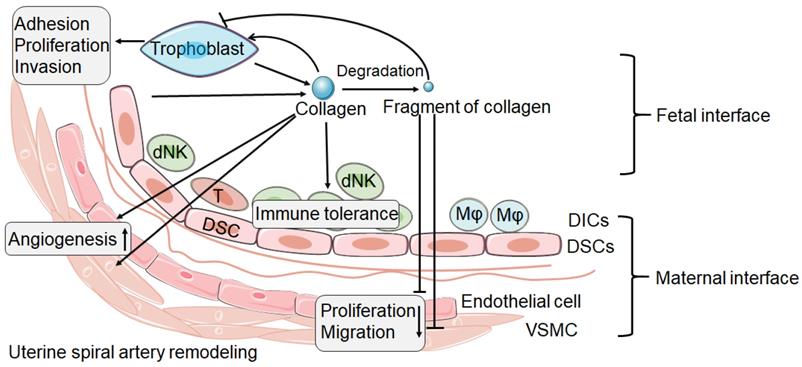 Int J Biol Sci Image