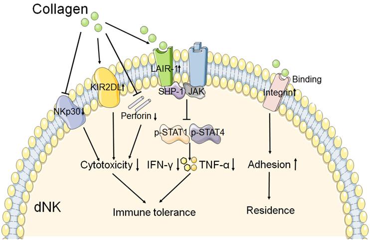 Int J Biol Sci Image