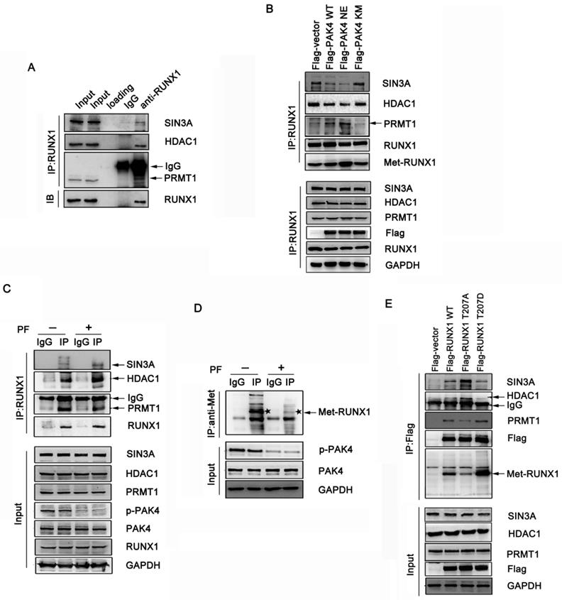 Int J Biol Sci Image