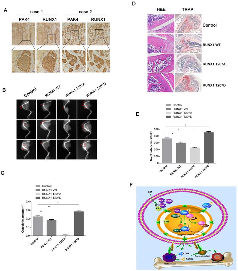 Int J Biol Sci Image