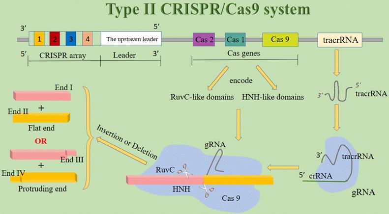 Int J Biol Sci Image