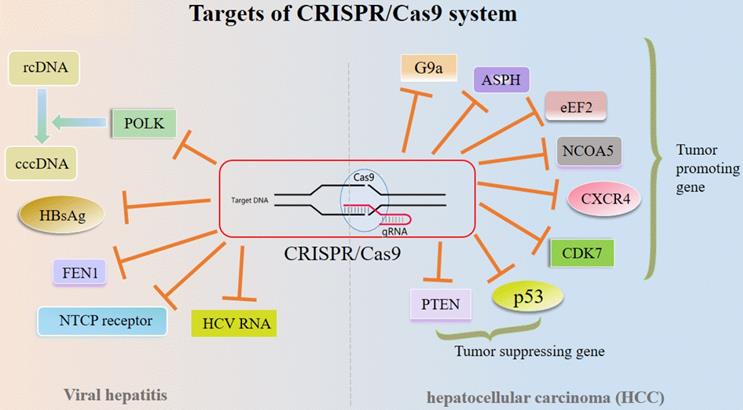 Int J Biol Sci Image