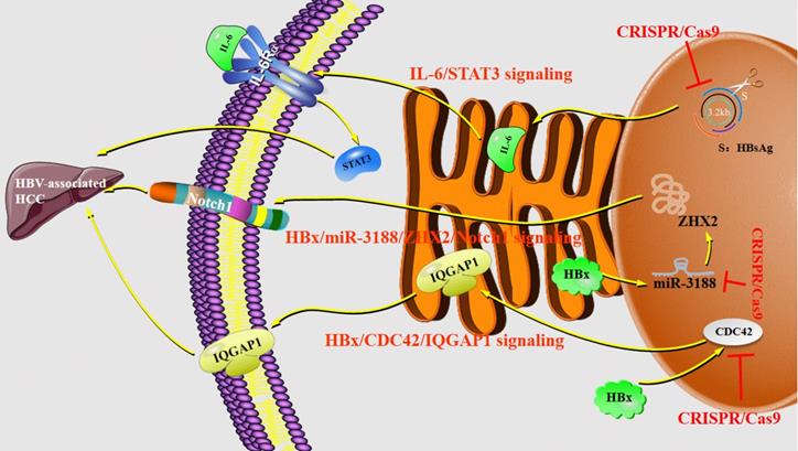 Int J Biol Sci Image