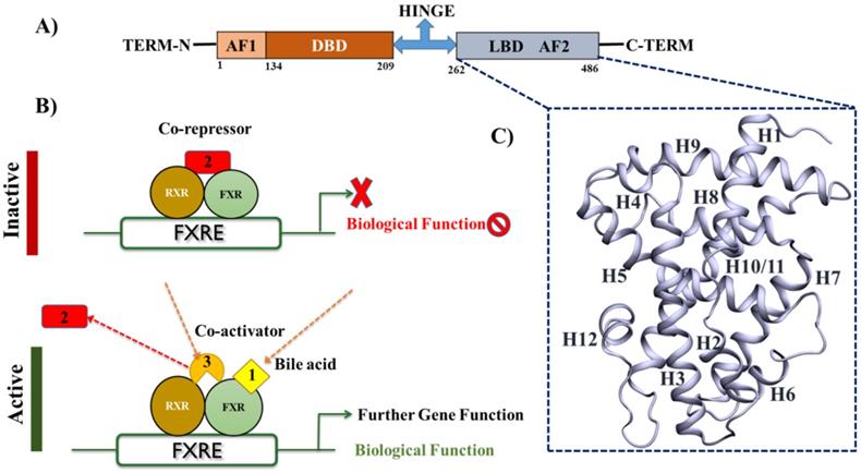 Int J Biol Sci Image