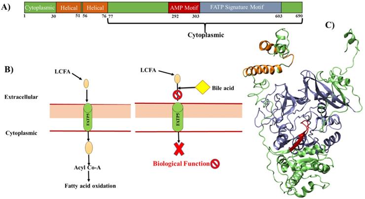 Int J Biol Sci Image