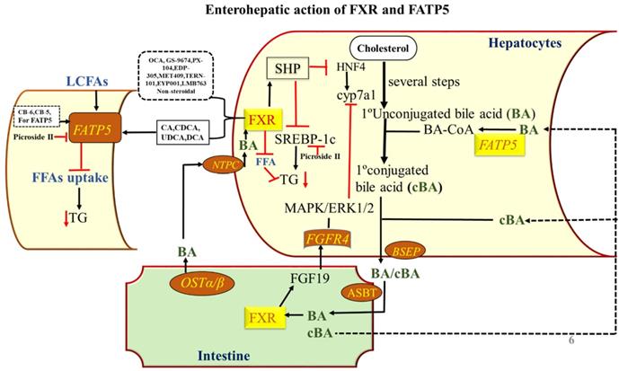 Int J Biol Sci Image