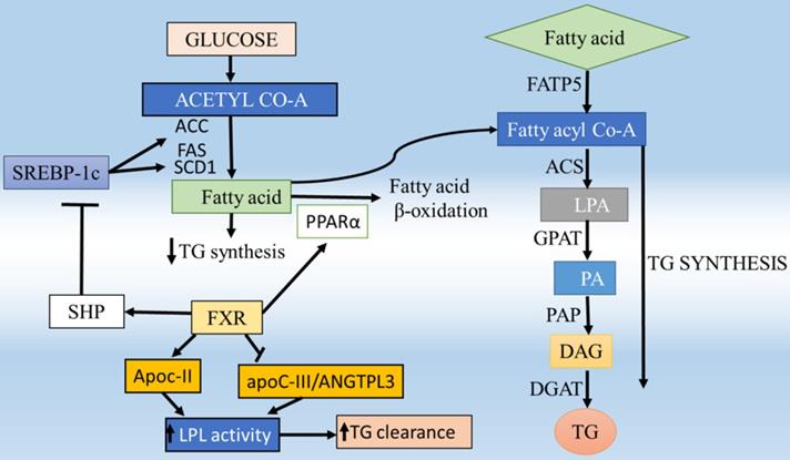 Int J Biol Sci Image