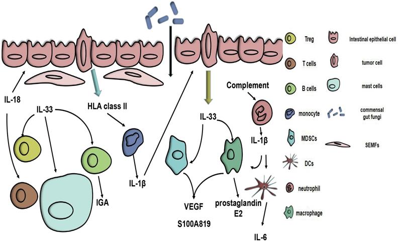 Int J Biol Sci Image