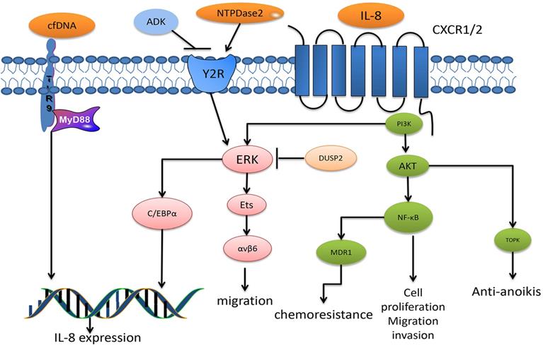 Int J Biol Sci Image