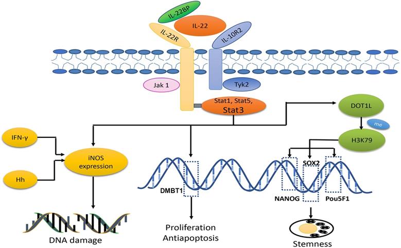 Int J Biol Sci Image