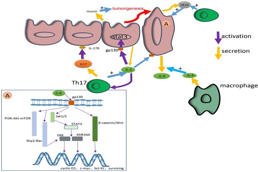 Int J Biol Sci Image