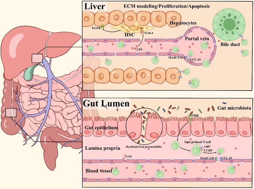 Int J Biol Sci Image