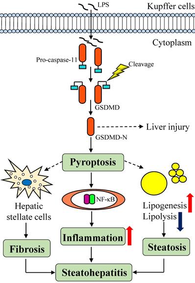 Int J Biol Sci Image