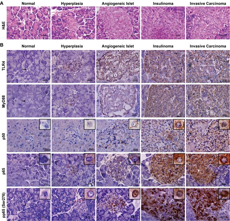 Int J Biol Sci Image