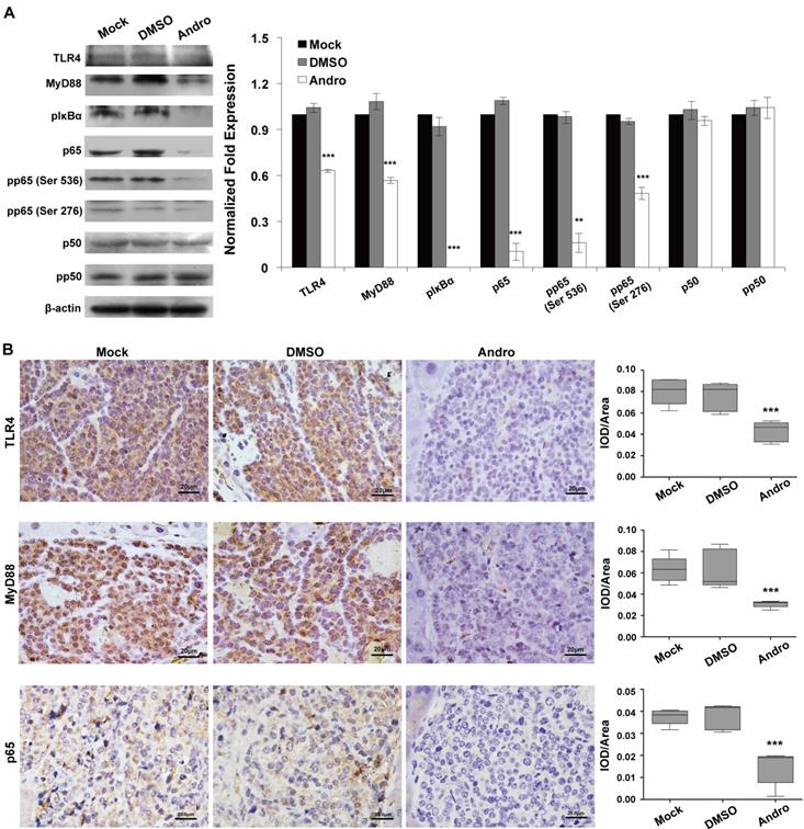 Int J Biol Sci Image