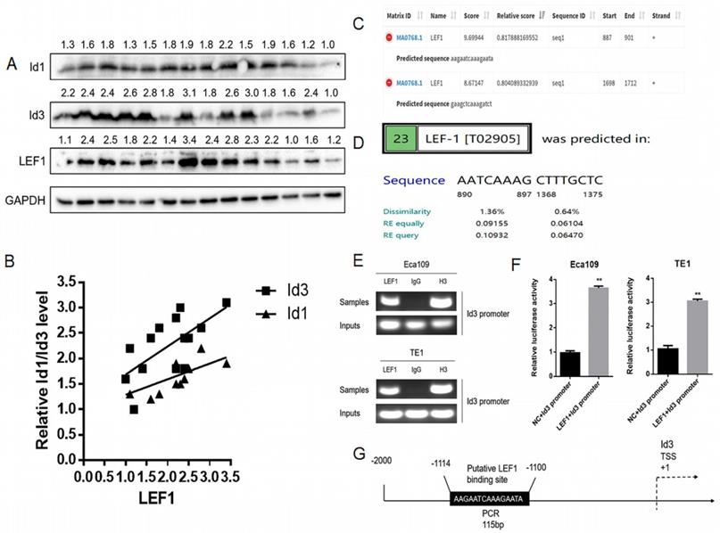 Int J Biol Sci Image