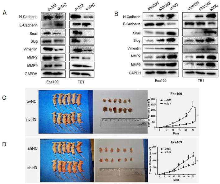 Int J Biol Sci Image