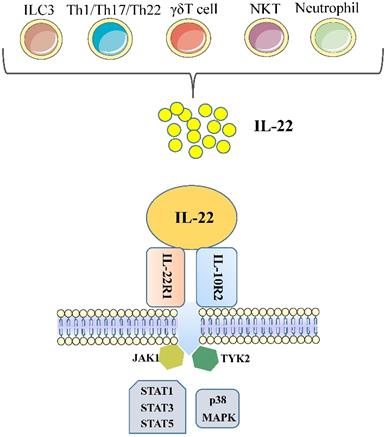 Int J Biol Sci Image