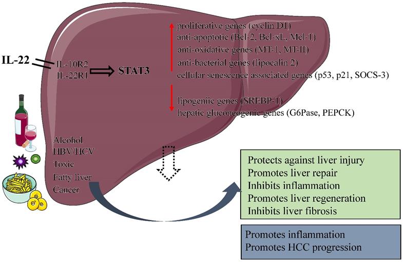 Int J Biol Sci Image