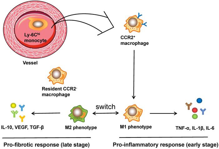 Int J Biol Sci Image