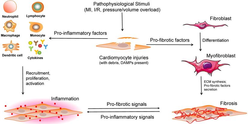 Int J Biol Sci Image