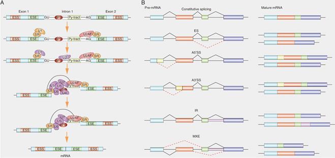 Int J Biol Sci Image