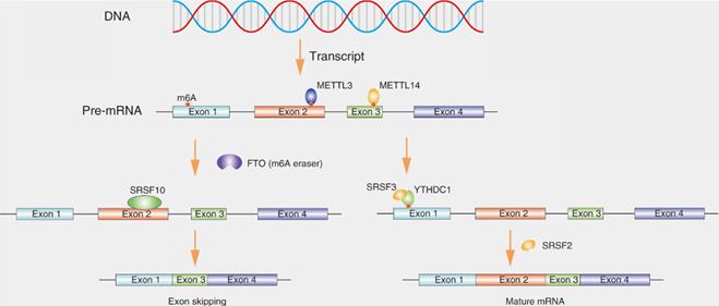 Int J Biol Sci Image