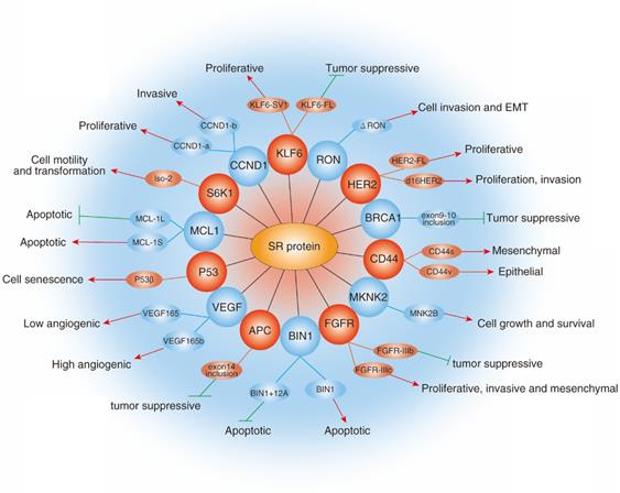 Int J Biol Sci Image