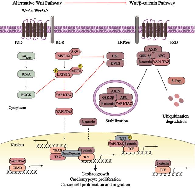 Int J Biol Sci Image