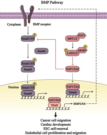 Int J Biol Sci Image