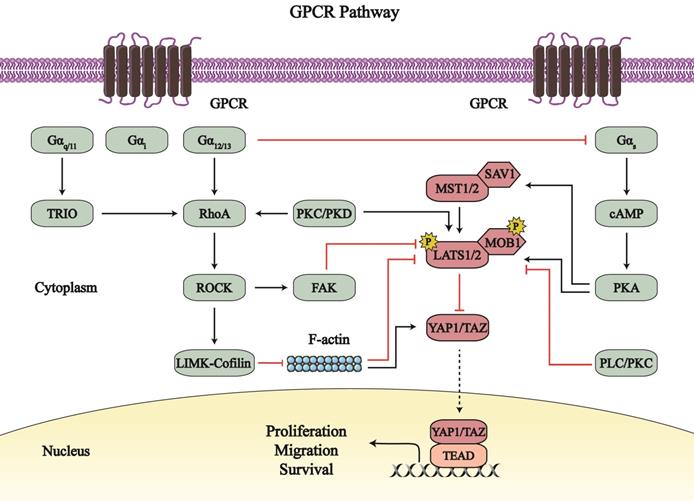 Int J Biol Sci Image